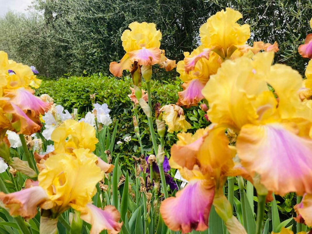 The iris garden in Florence
